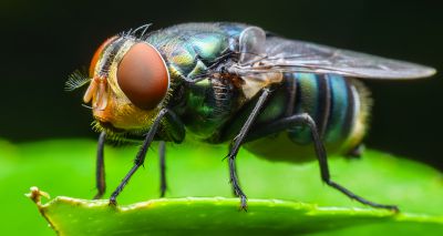 Blowfly risk 'severe' across much of UK